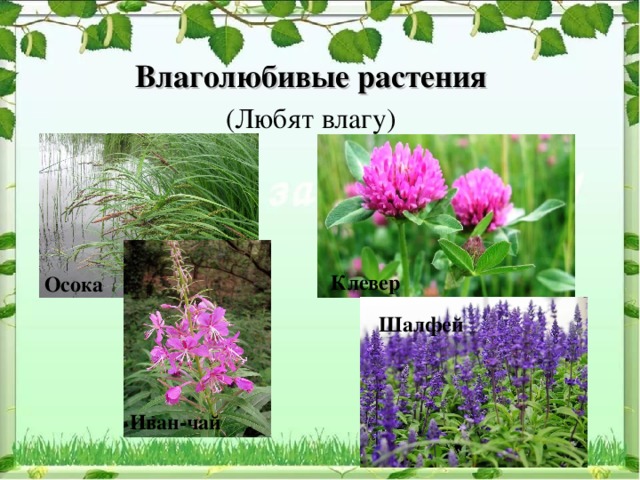 Влаголюбивые растения (Любят влагу) Клевер Осока Шалфей Иван-чай