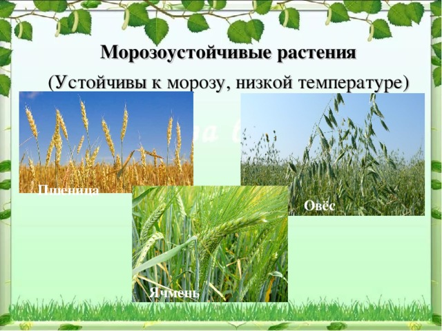 Морозоустойчивые растения (Устойчивы к морозу, низкой температуре) Пшеница Овёс Ячмень