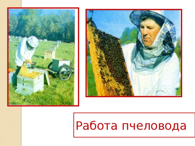 Работа пчеловода