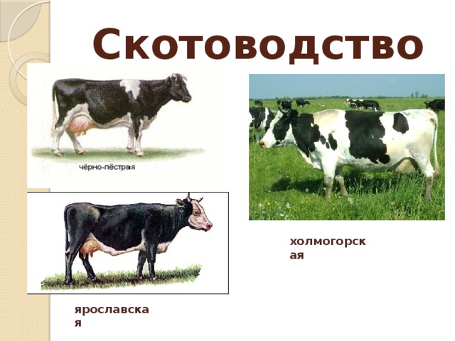 Скотоводство холмогорская ярославская