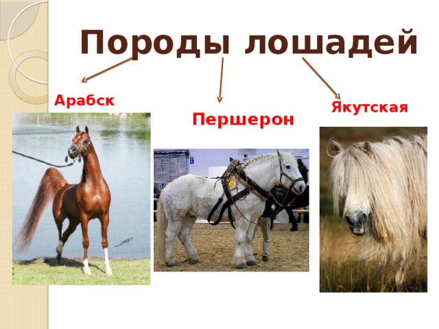 Породы лошадей Арабская  Якутская Першерон