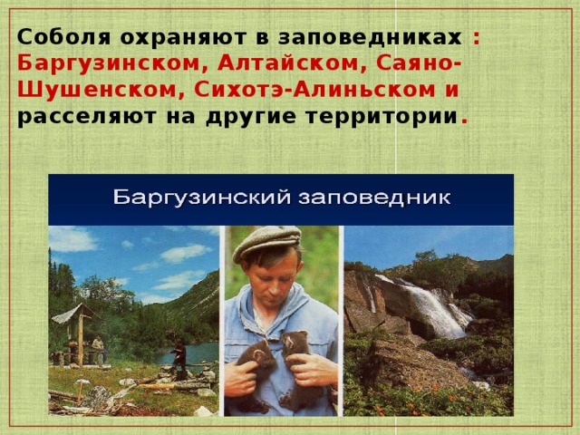 Соболя охраняют в заповедниках : Баргузинском, Алтайском, Саяно-Шушенском, Сихотэ-Алиньском и расселяют на другие территории .