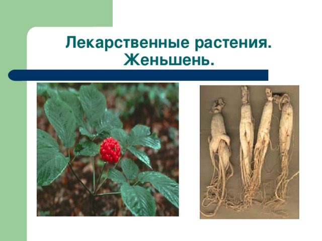 Лекарственные растения татарстана с картинками и названиями