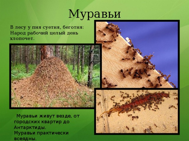 Презентация для дошкольников муравьи санитары леса