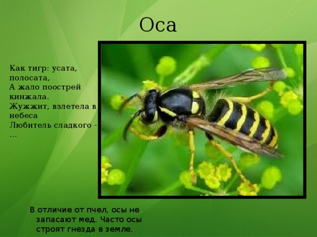 Оса Как тигр: усата, полосата,  А жало поострей кинжала.  Жужжит, взлетела в небеса  Любитель сладкого -…  В отличие от пчел, осы не запасают мед. Часто осы строят гнезда в земле.