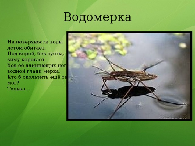 Водомерка На поверхности воды   летом обитает,  Под корой, без суеты,   зиму коротает.  Ход её длиннющих ног –   водной глади мерка.  Кто б скользить ещё так мог?   Только…