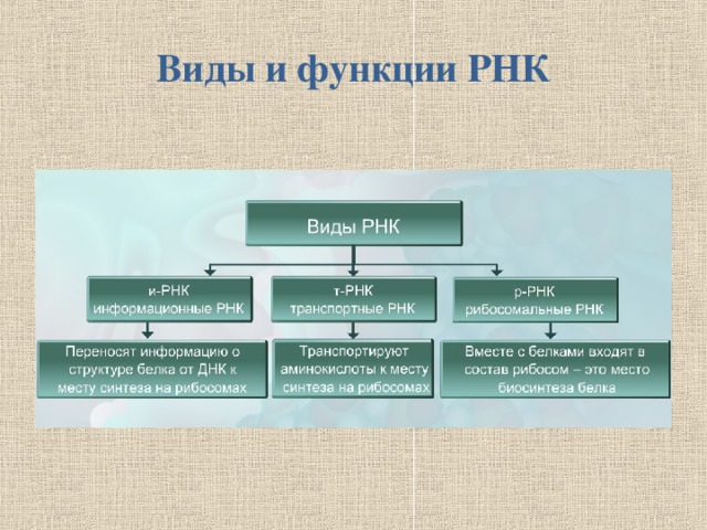 4 виды рнк. РНК типы и функции. Функции разных типов РНК таблица. Типы РНК И их роль. Функции разных типов РНК.