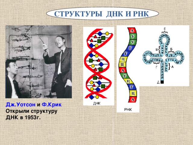 СТРУКТУРЫ ДНК И РНК  Дж.Уотсон и Ф.Крик Открыли структуру ДНК в 1953г.
