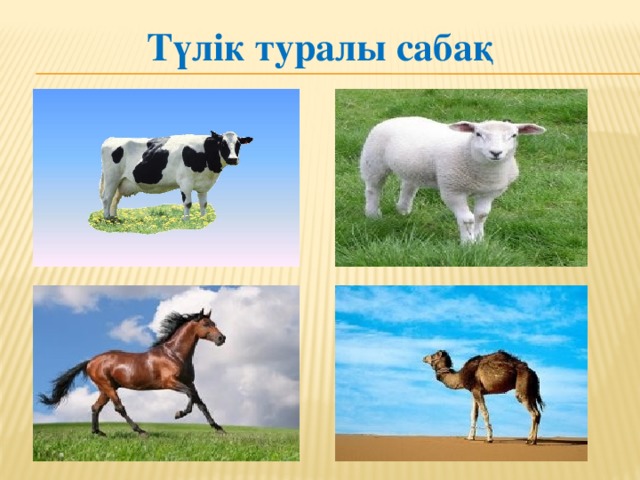 Түлік туралы сабақ