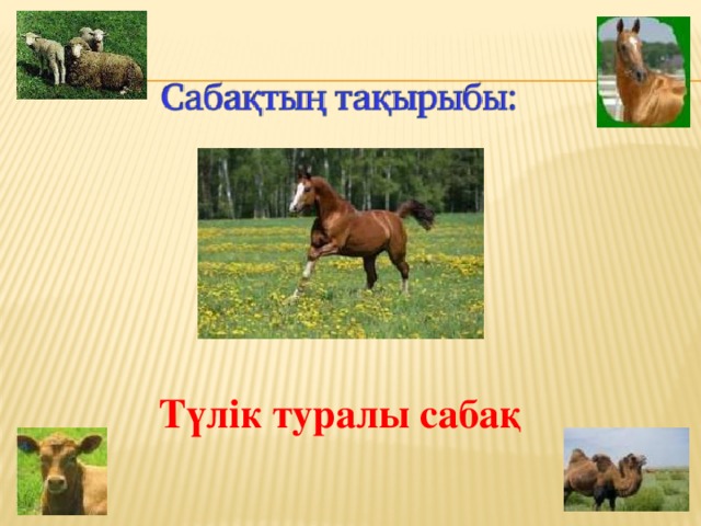 Түлік туралы сабақ