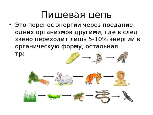 Какой процентов энергии поглощенной растениями 100 переходит к степной гадюке на данной схеме