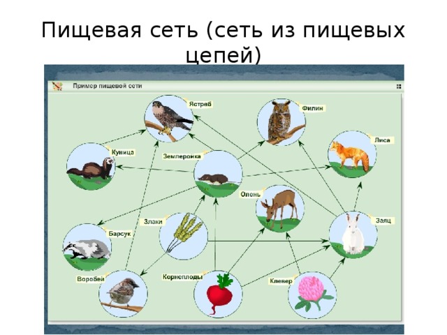 Пищевая сеть (сеть из пищевых цепей)