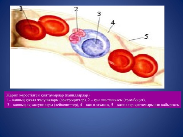Жарып көрсетілген қылтамырлар (капиллярлар): 1 – қанның қызыл жасушалары (эритроциттер), 2 – қан пластинкасы (тромбоцит),  3 – қанның ақ жасушалары (лейкоциттер), 4 – қан плазмасы, 5 – капилляр қантамырының қабырғасы