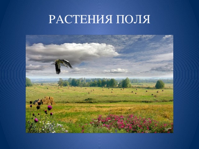 РАСТЕНИЯ ПОЛЯ