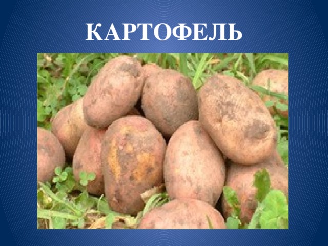 КАРТОФЕЛЬ