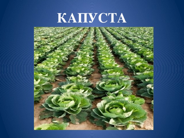 КАПУСТА