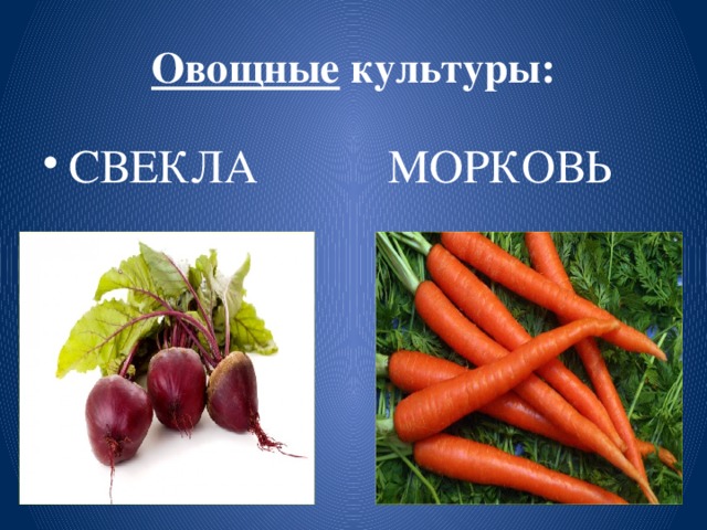 Овощные культуры: