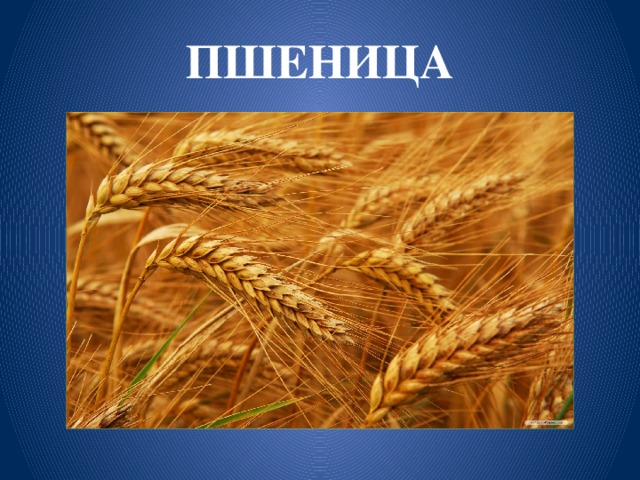 ПШЕНИЦА