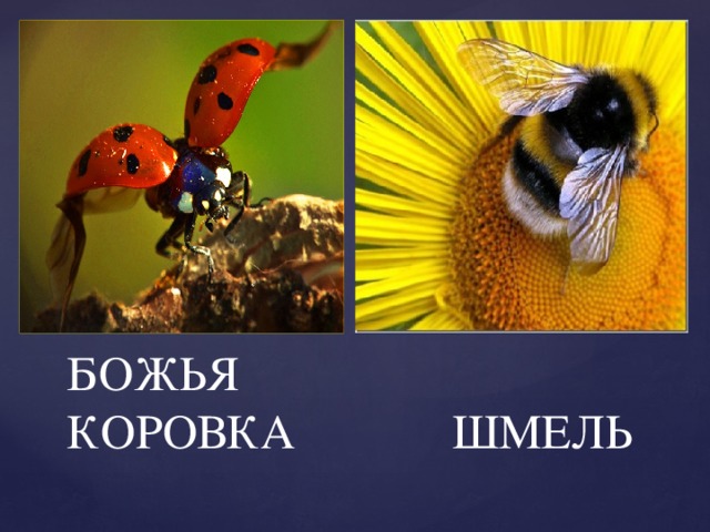 БОЖЬЯ  КОРОВКА ШМЕЛЬ