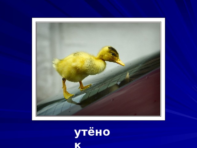 утёнок