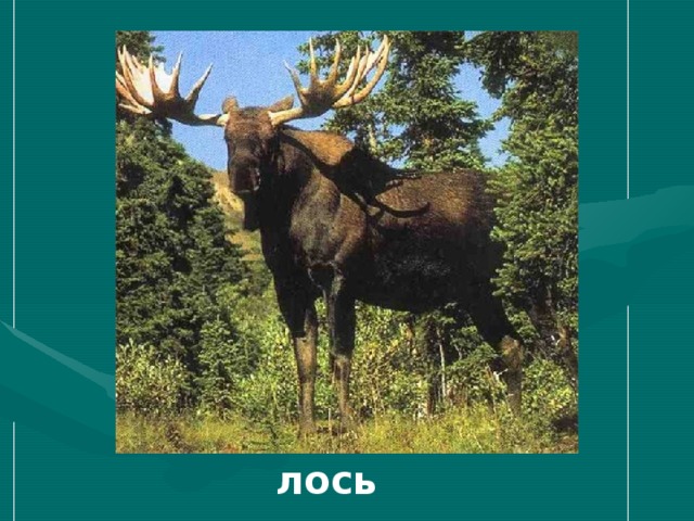 лось