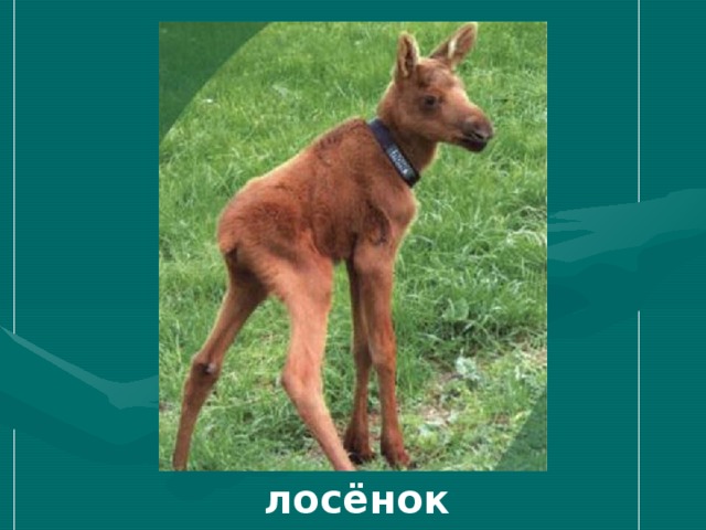 лосёнок