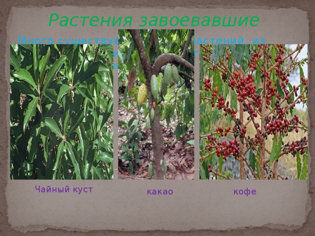 Растения завоевавшие мир Много существует на Земле растений, из которых научились люди приготовлять вкусные и полезные напитки. Это чай , кофе и какао . Чайный куст кофе какао