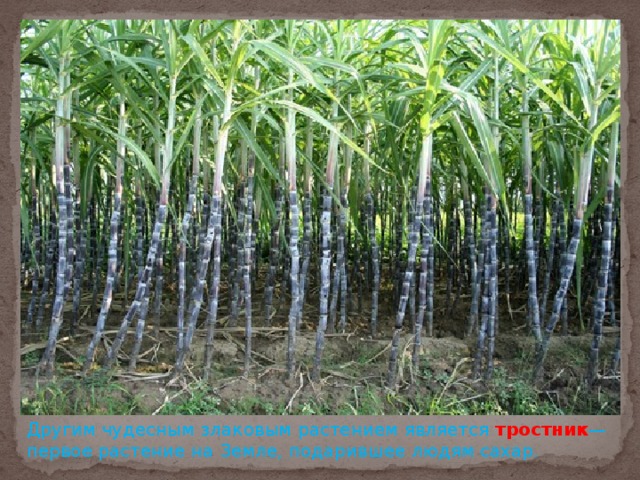 Другим чудесным злаковым растением является тростник — первое растение на Земле, подарившее людям сахар.
