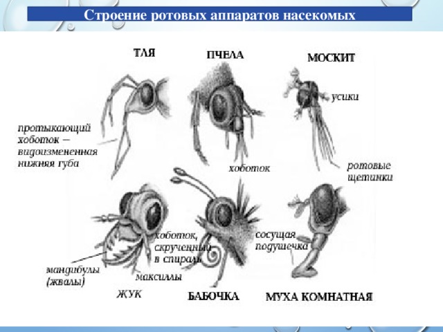 Строение ротовых аппаратов насекомых