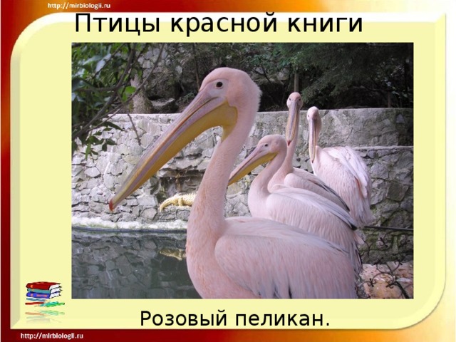 Птицы красной книги Розовый пеликан.