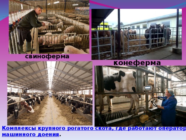 свиноферма  конеферма Комплексы крупного рогатого скота, где работают операторы машинного доения .