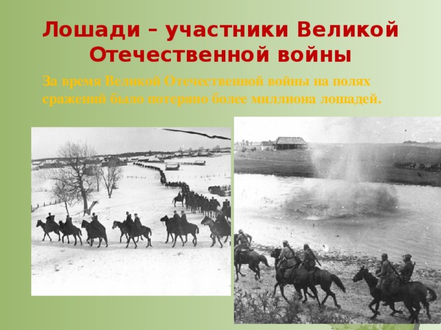 Лошади – участники Великой Отечественной войны За время Великой Отечественной войны на полях сражений было потеряно более миллиона лошадей.