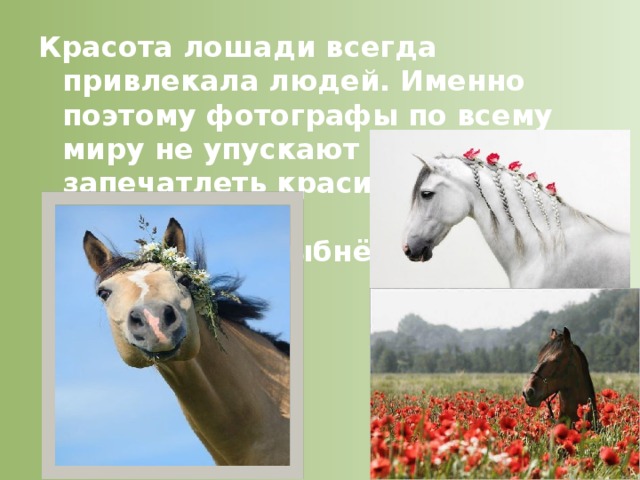 Красота лошади всегда привлекала людей. Именно поэтому фотографы по всему миру не упускают шанса запечатлеть красивого коня.  Фотовыставка:  «Давайте улыбнёмся!»