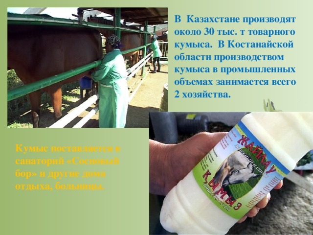 В Казахстане производят около 30 тыс. т товарного кумыса.  В Костанайской области производством кумыса в промышленных объемах занимается всего 2 хозяйства. Кумыс поставляется в санаторий «Сосновый бор» и другие дома отдыха, больницы.