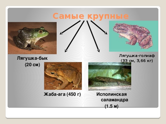 Самые крупные Лягушка-голиаф (33 см, 3,66 кг) Лягушка-бык (20 см) Исполинская саламандра Жаба-ага (450 г) (1.5 м)