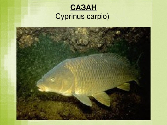 САЗАН  Cyprinus carpio)