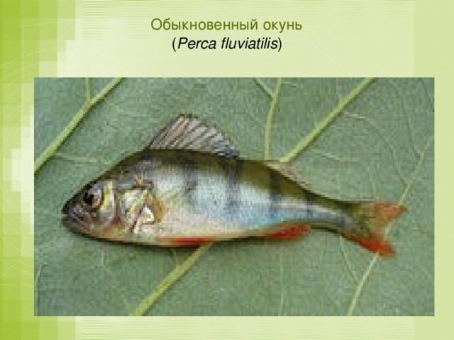 Обыкновенный окунь  ( Perca fluviatilis )