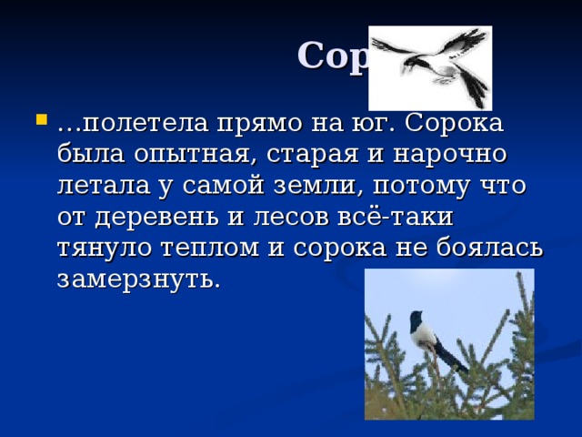 Сорока.