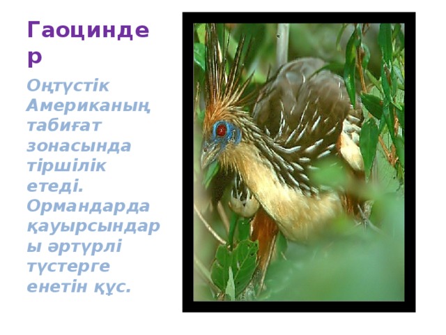 Гаоциндер Оңтүстік Американың табиғат зонасында тіршілік етеді. Ормандарда қауырсындары әртүрлі түстерге енетін құс.