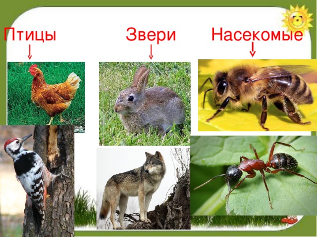 Птицы Звери Насекомые