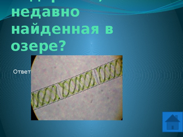 Нитчатая водоросль, недавно найденная в озере? Ответ: