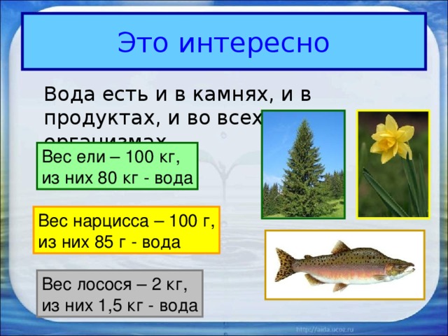 Это интересно  Вода есть и в камнях, и в продуктах, и во всех живых организмах. Вес ели – 100 кг, из них 80 кг - вода Вес нарцисса – 100 г, из них 85 г - вода Вес лосося – 2 кг, из них 1,5 кг - вода