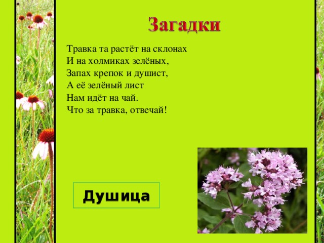 Каждый, думаю, узнает,  Если в поле побывает,  Этот синенький цветок,  Всем известный ... Василёк