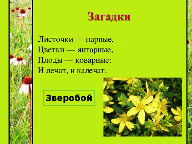 Травка та растёт на склонах  И на холмиках зелёных,  Запах крепок и душист,  А её зелёный лист  Нам идёт на чай.  Что за травка, отвечай! Душица