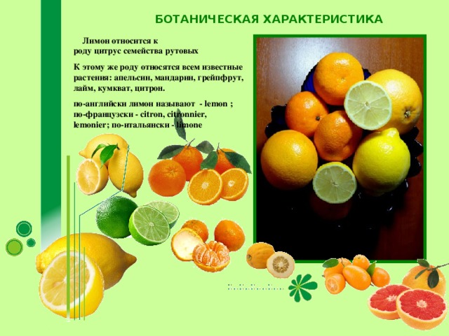 БОТАНИЧЕСКАЯ ХАРАКТЕРИСТИКА  Лимон относится к роду цитрус семейства рутовых К этому же роду относятся всем известные растения: апельсин, мандарин, грейпфрут, лайм, кумкват, цитрон. по-английски лимон называют  - lemon ; по-французски - citron, citronnier, lemonier; по-итальянски - limone