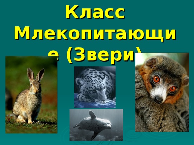 Презентация многообразие млекопитающих биология 7 класс