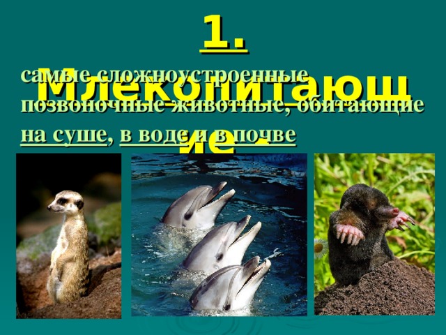 1. Млекопитающие - самые сложноустроенные позвоночные животные, обитающие на суше , в воде и в почве