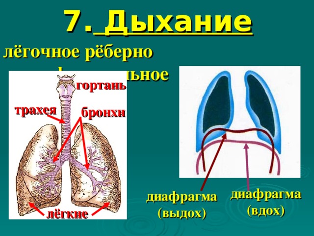 7. Дыхание лёгочное рёберно -диафрагмальное гортань трахея бронхи диафрагма (вдох) диафрагма (выдох) лёгкие