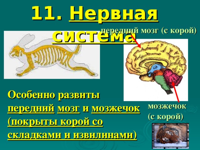 11. Нервная система передний мозг (с корой) Особенно развиты передний  мозг и мозжечок (покрыты корой со складками и извилинами) мозжечок (с корой)