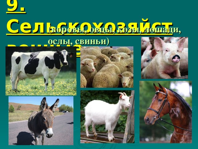 9. Сельскохозяйственные  звери (коровы, овцы, козы, лошади, ослы, свиньи)